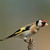 /product-detail/mutations-goldfinches-birds-62016603983.html