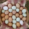 Brown/White Fresh Table Chicken Eggs, Chicken eggs in bulk