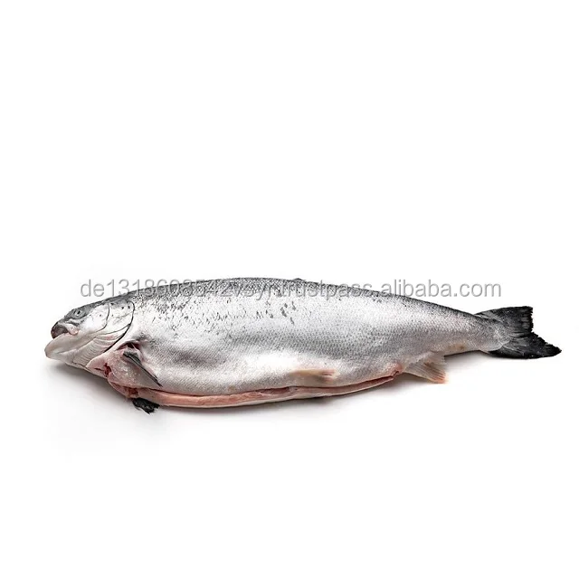 frozen atlantic salmon, wild salmon fish, frozen salmon heads.