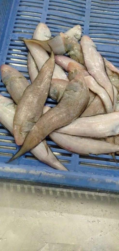 fresh frozen sole fish