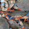 /product-detail/frozen-whole-blue-swimming-crab-for-sale-62014049804.html