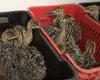 /product-detail/healthy-ostrich-chicks-live-ostrich-chicks-for-sale-62013174077.html