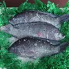 /product-detail/sea-food-frozen-black-tilapia-fish-with-cheap-price-62012893164.html