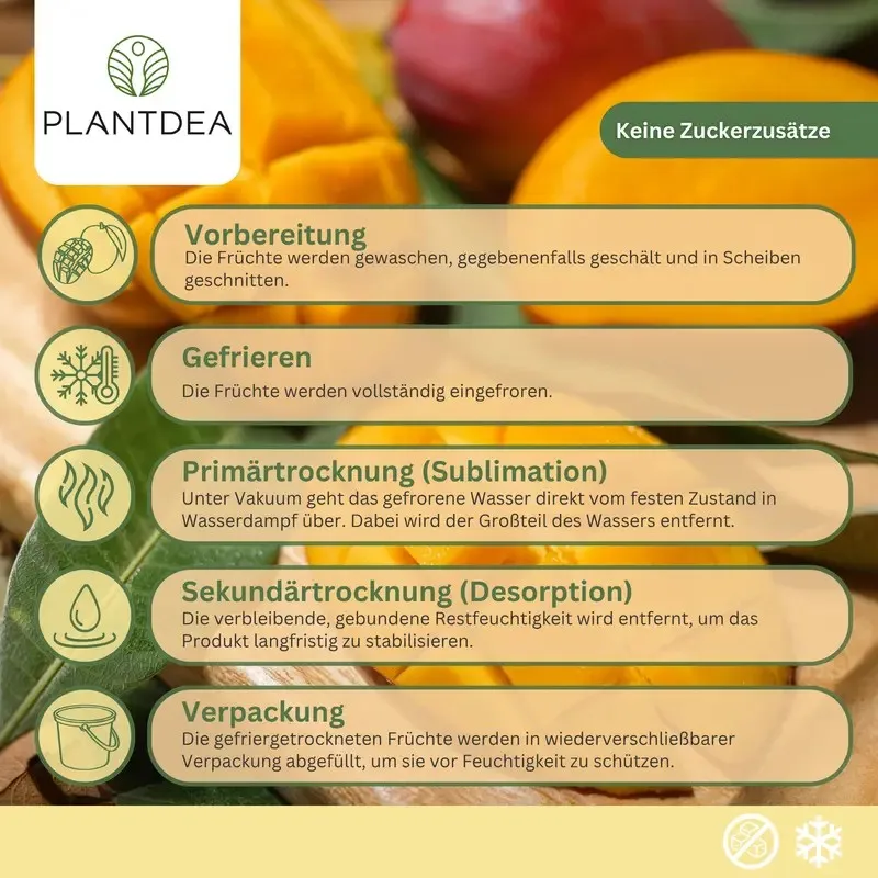Freeze Drying Steps