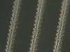 RF