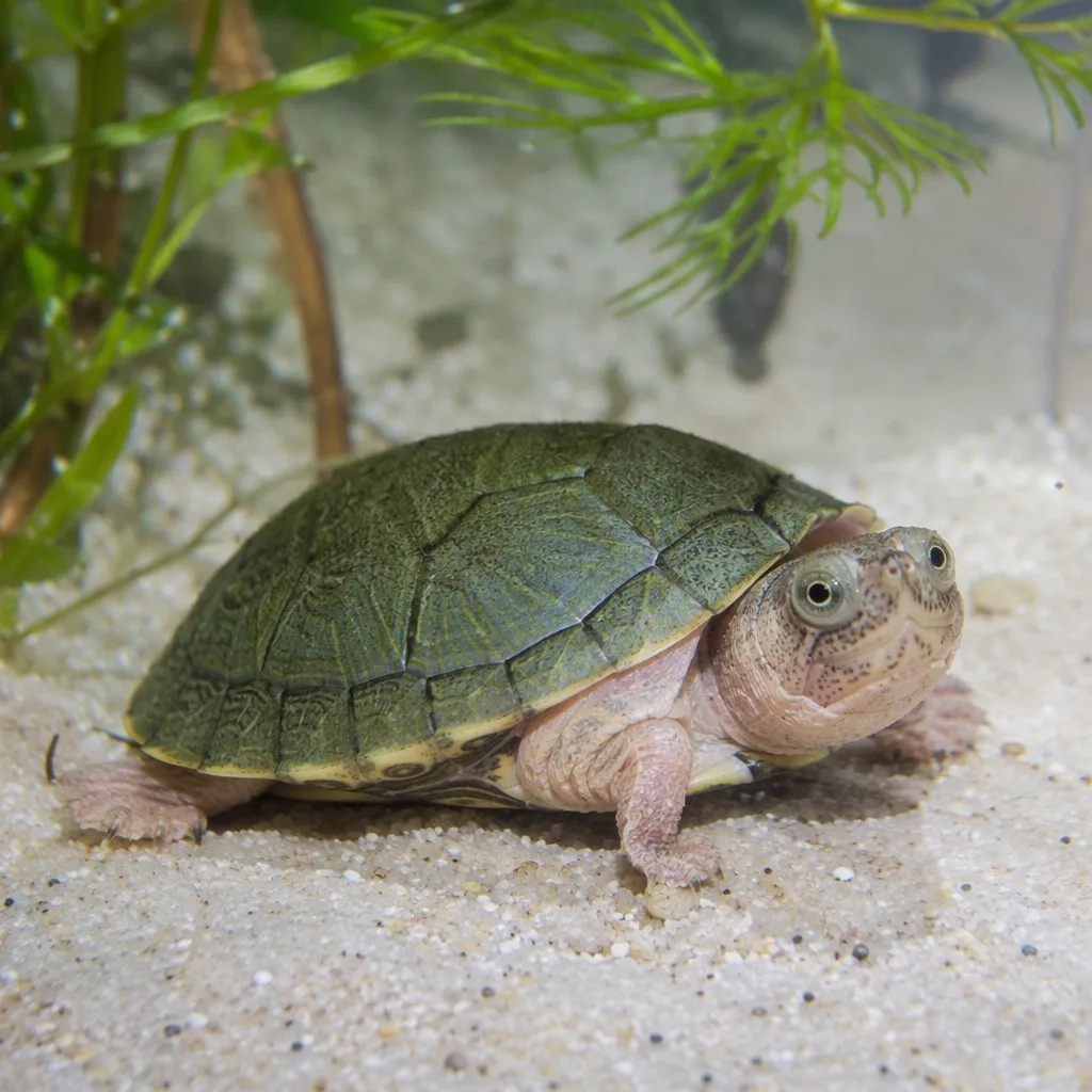 Turtles