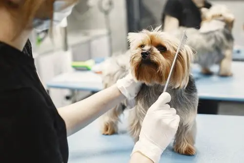 Pet