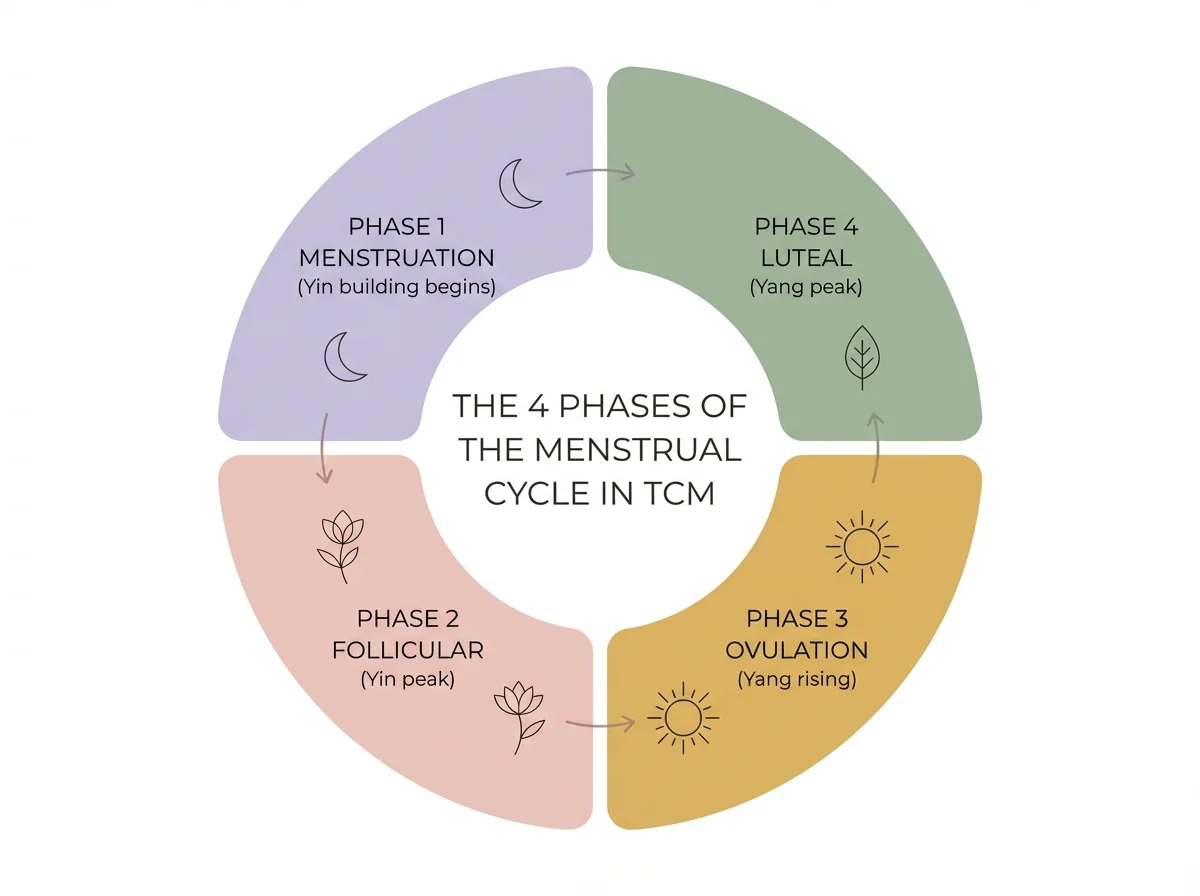 The 4 Phases of the Menstrual Cycle in TCM