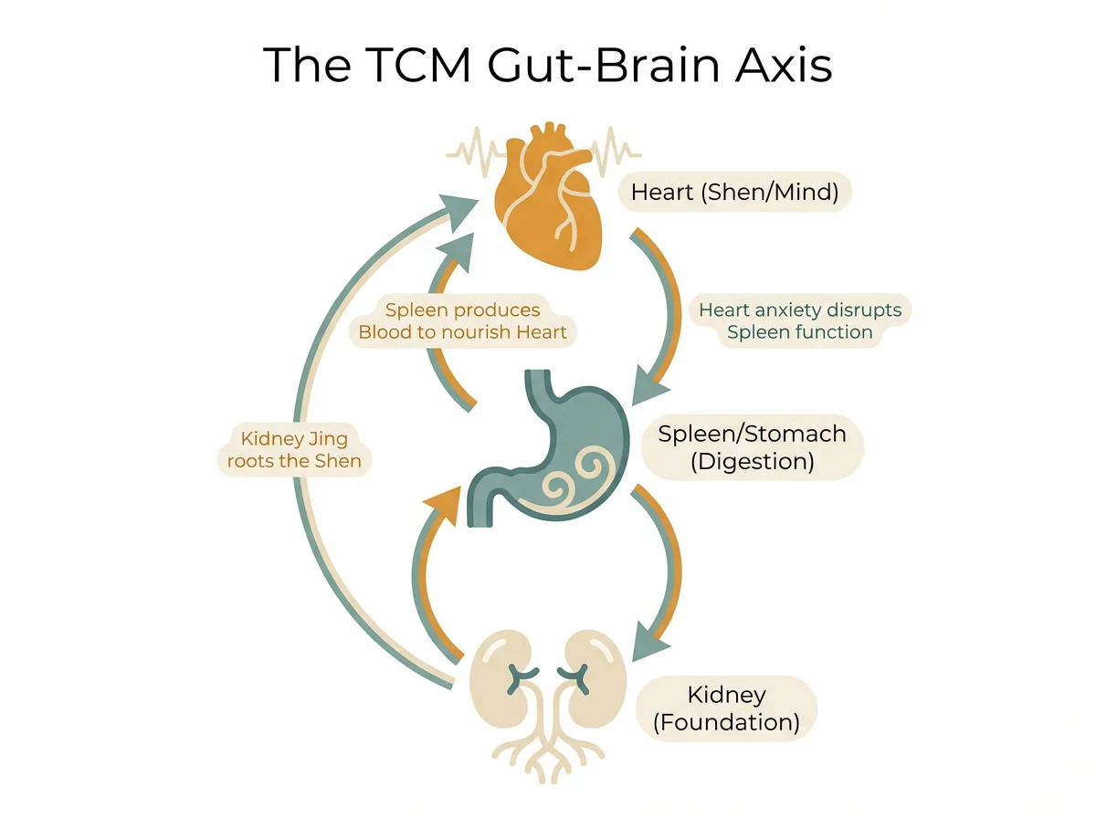 TCM Gut-Brain Axis Diagram