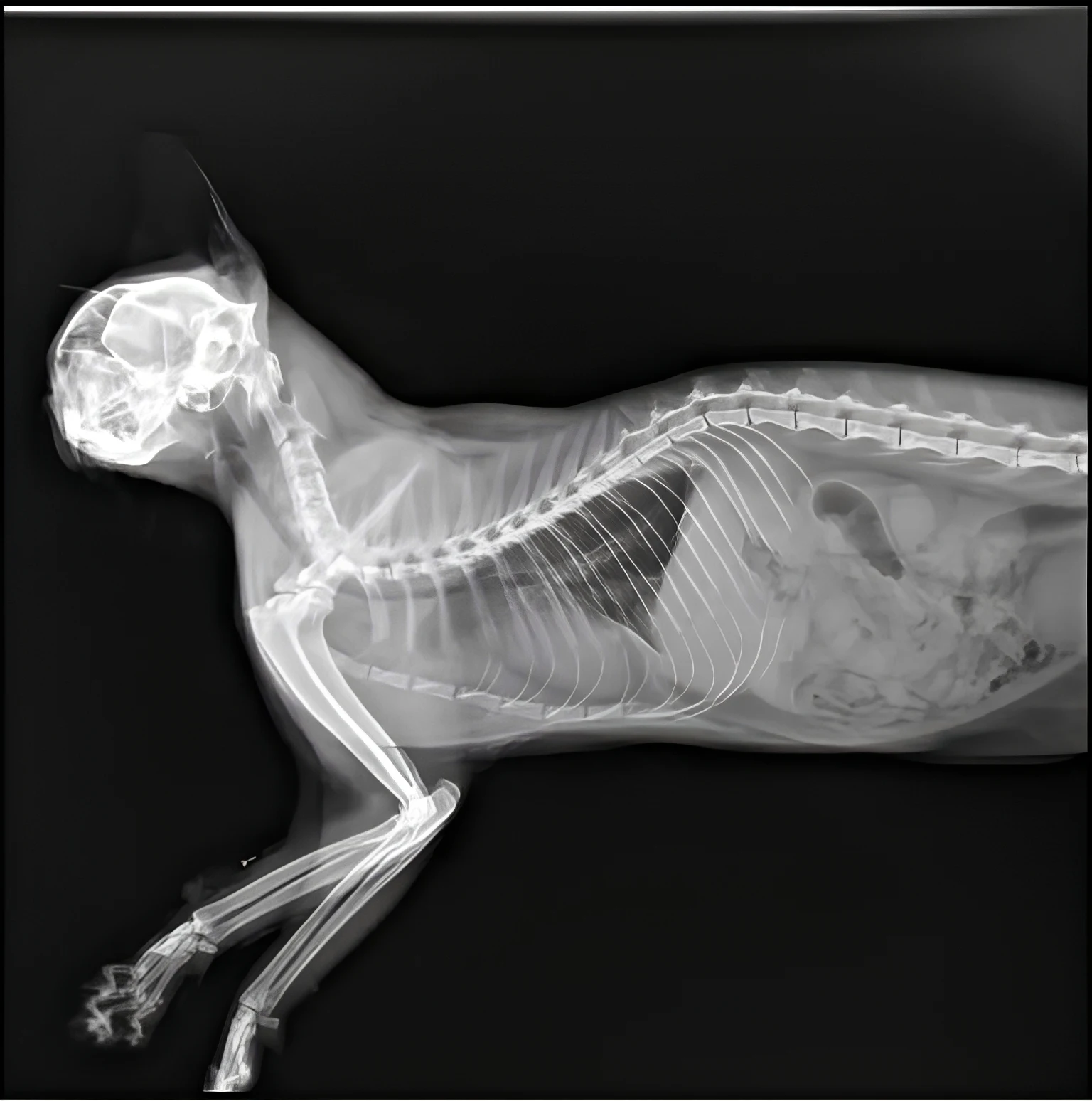 High-Resolution Veterinary Diagnostic Imaging Sample