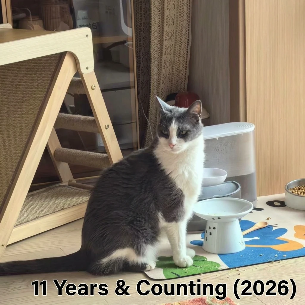 11 Years and Counting - Heartfelt Pet Story
