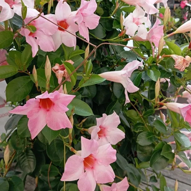 Разноцветные шнурки с разноцветными принтами | AliExpress