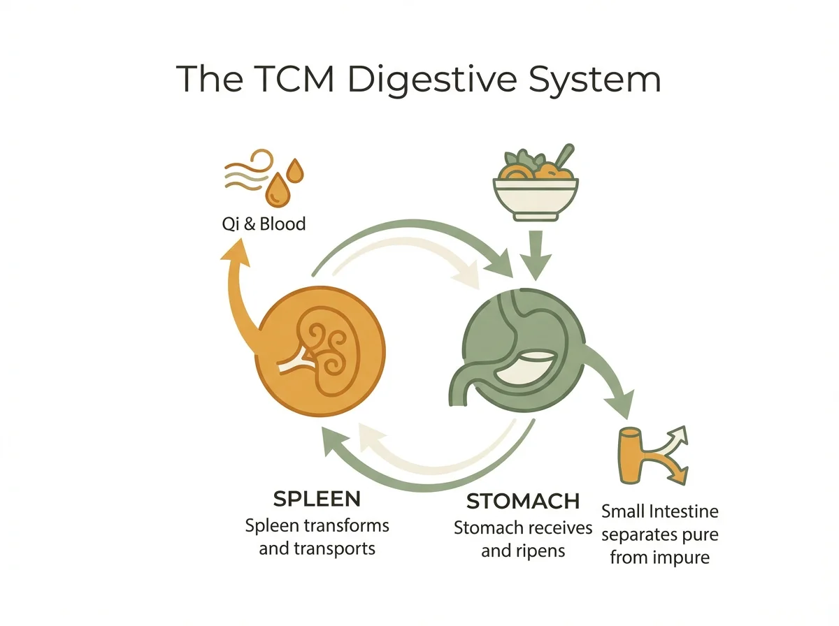 TCM Digestive System Diagram