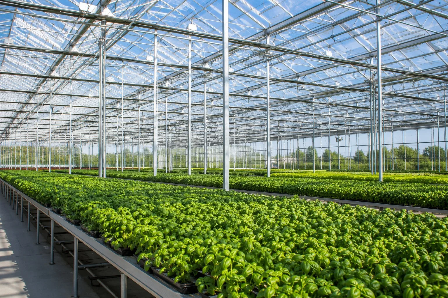 Steel Greenhouse