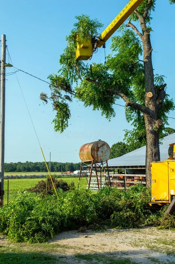 Tree Trimming & Pruning