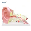 8 Times Enlarged Ear Model for Medical Teaching
