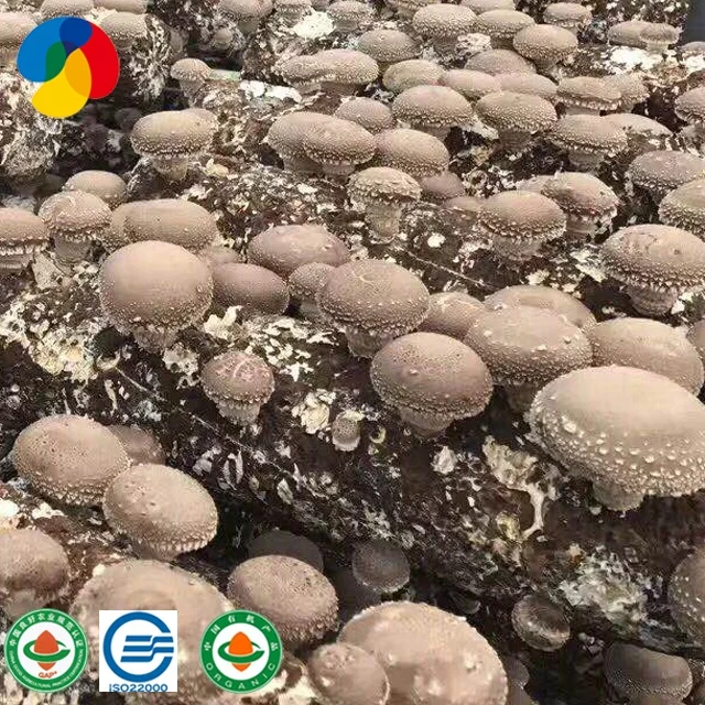 
2019 ISO22000 Certificate mushroom farm frozen health fresh shiitake mushroom seeds for growing 