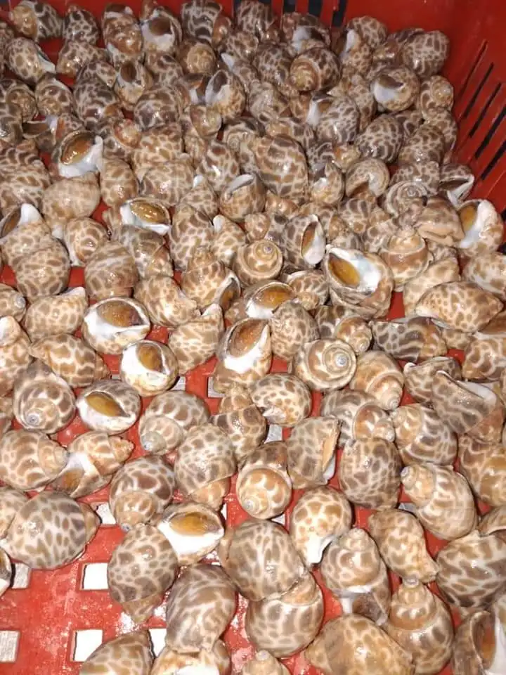 
100% Live Frozen Top Shells (Baigai) 