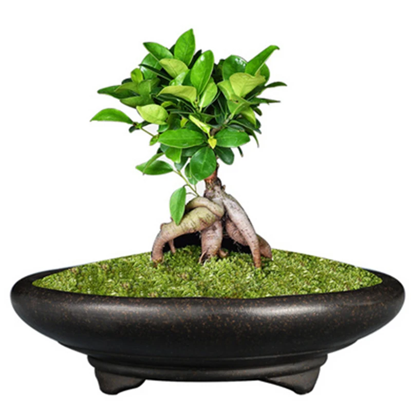 Bonsai pot Unglaze basin China YiXing Mini Bonsai pots garden flowerpot Purple sand Ventilation ceramic Succulents flowerpots