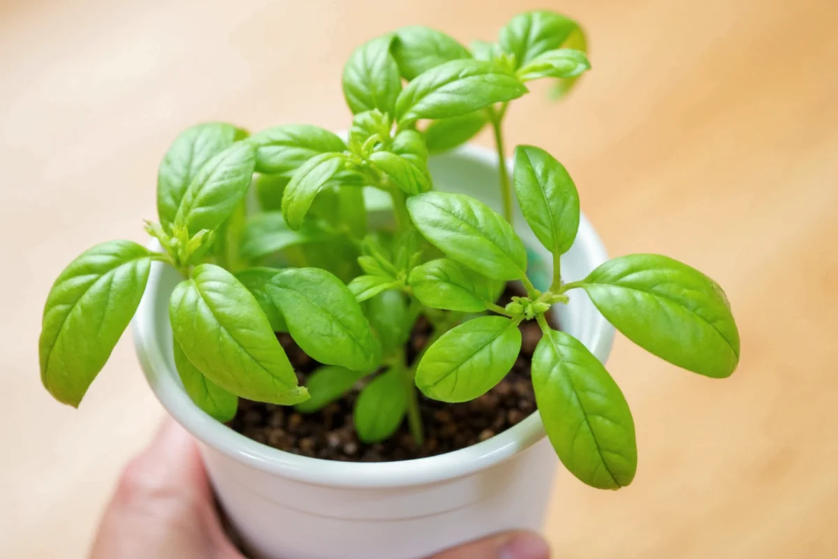 how to take care of a basil plant inside