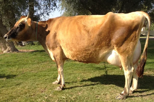 
Jersey cows oxes bulls 