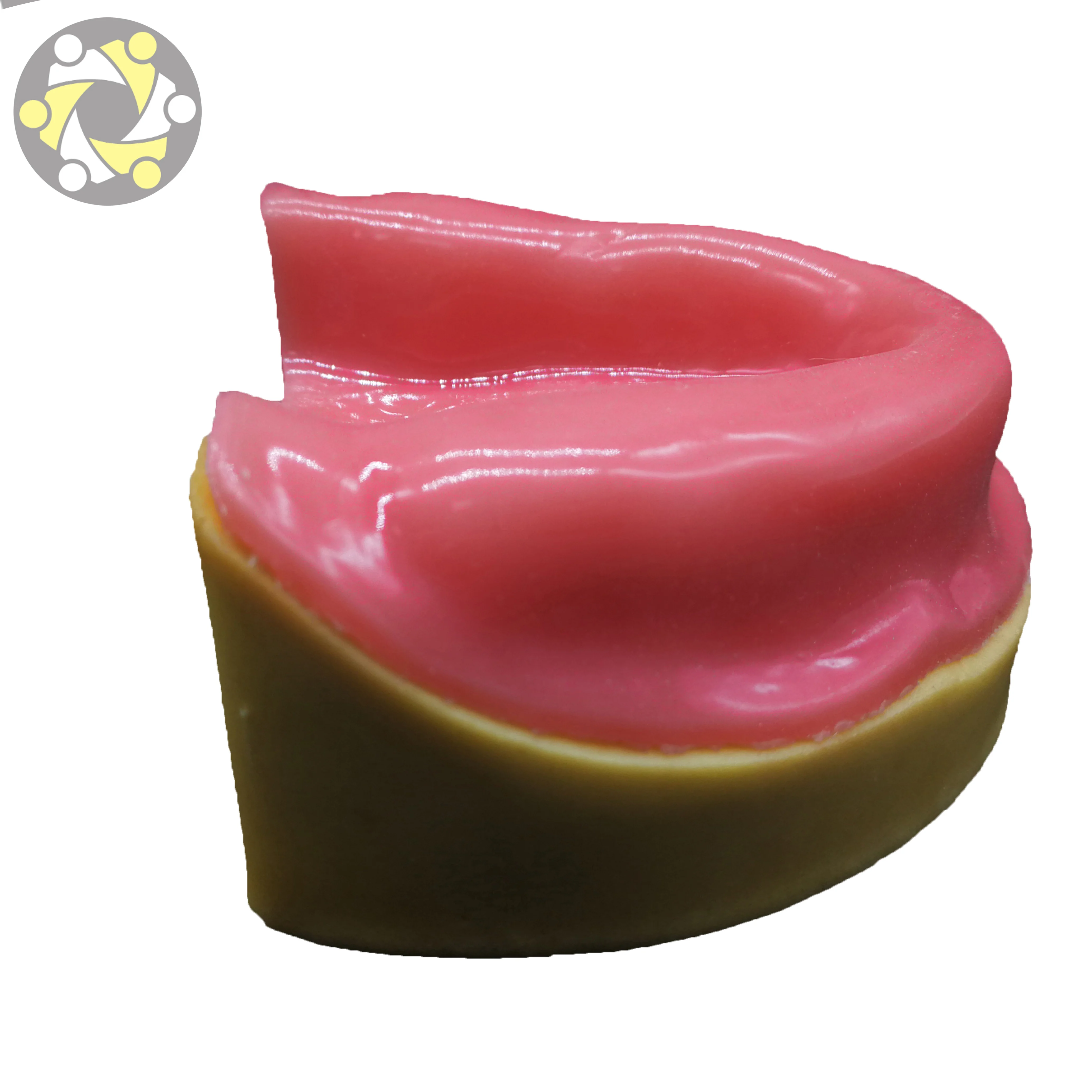 Maxillary Sinus Practice Dental Model Oral Practice Dental Model Dental ...