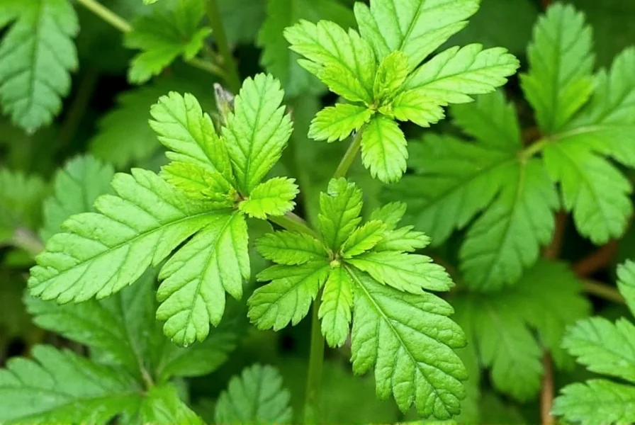 Cilantro and Coriander: Same Plant, Different Parts Explained