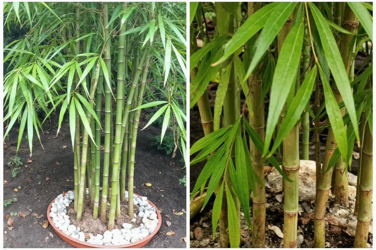 how do you transplant a bamboo plant