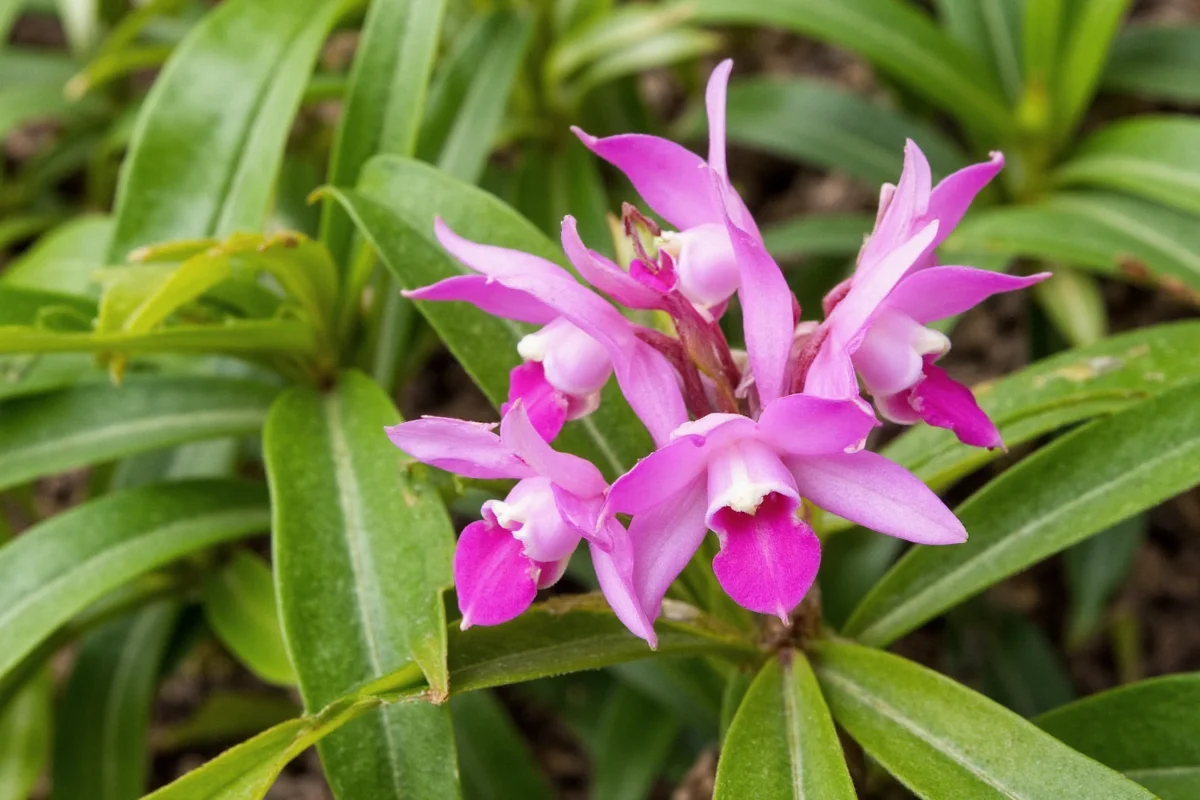 Where Do Orchid Plants Grow Naturally and at Home?