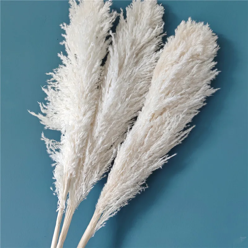 

2019 most popular real natural air plants tillandsia for home decoration, Green