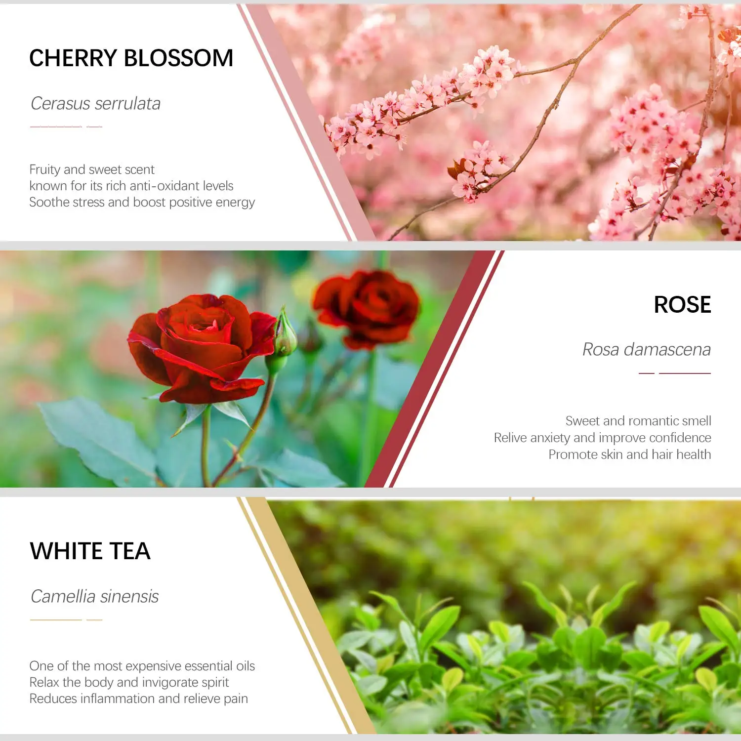 [MISSY] OEM/ODM Private Label 100% Pure and Natural Elements Clary Sage Essential Oil