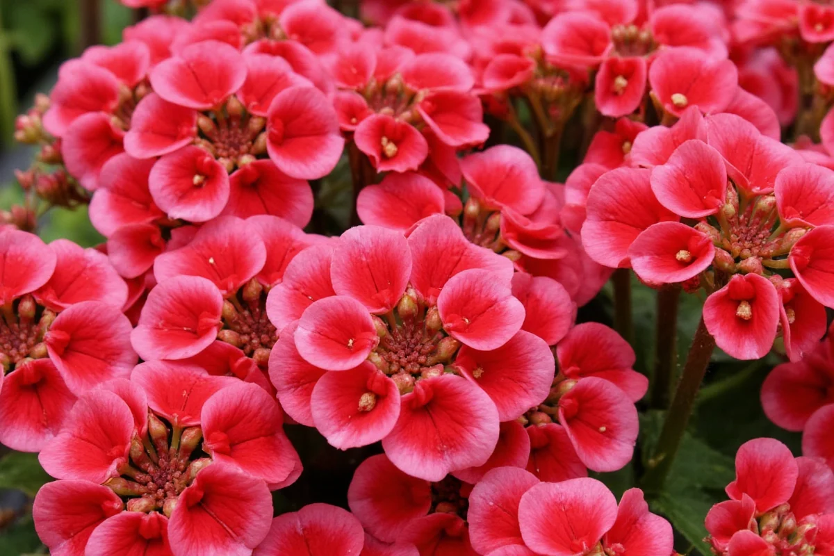 are kalanchoe plants perennials
