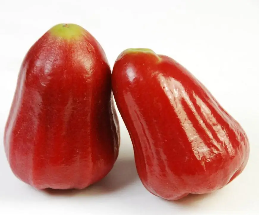 wholesale high quality grafted wax apple tree seedling of peach