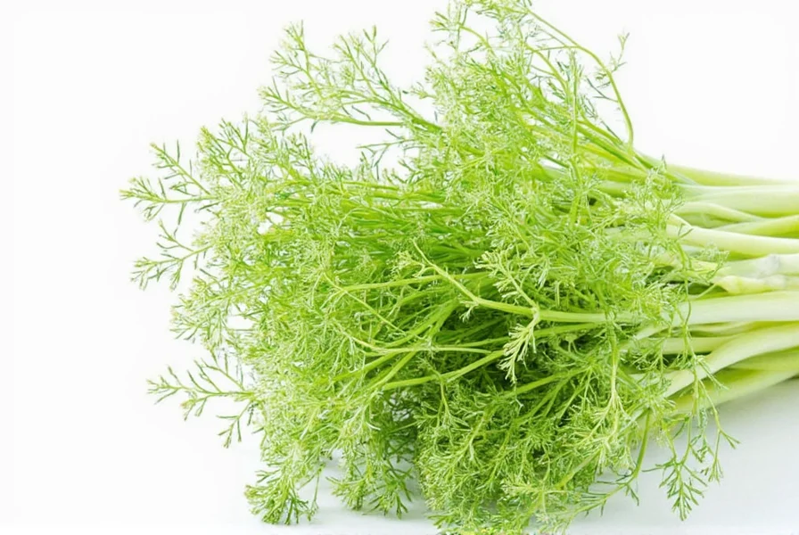 Fresh fennel bulb with feathery fronds and seeds