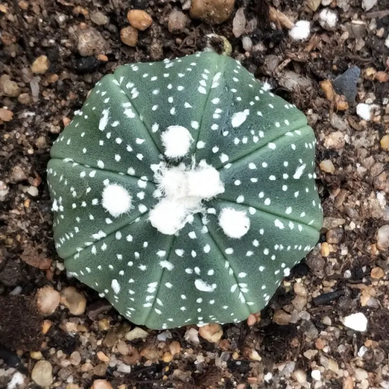

Live bonsai cactus Astrophytum natural indoor plants perennial cactus for sale
