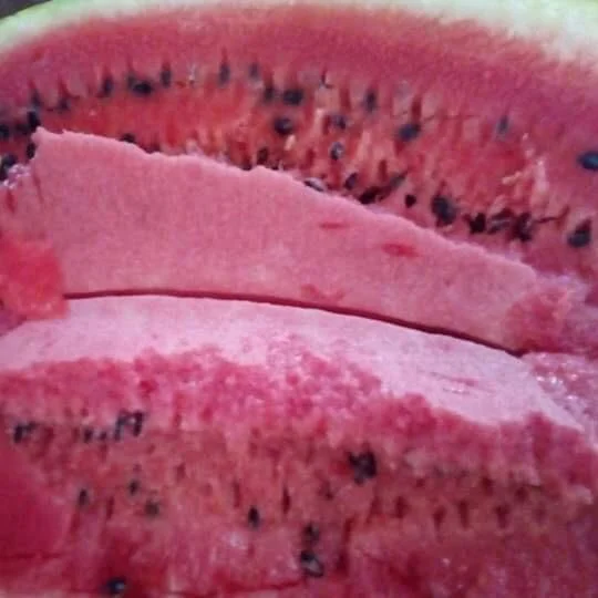 
Fresh Greece Peloponnese Bulk Year Round Frozen Watermelons for sale 