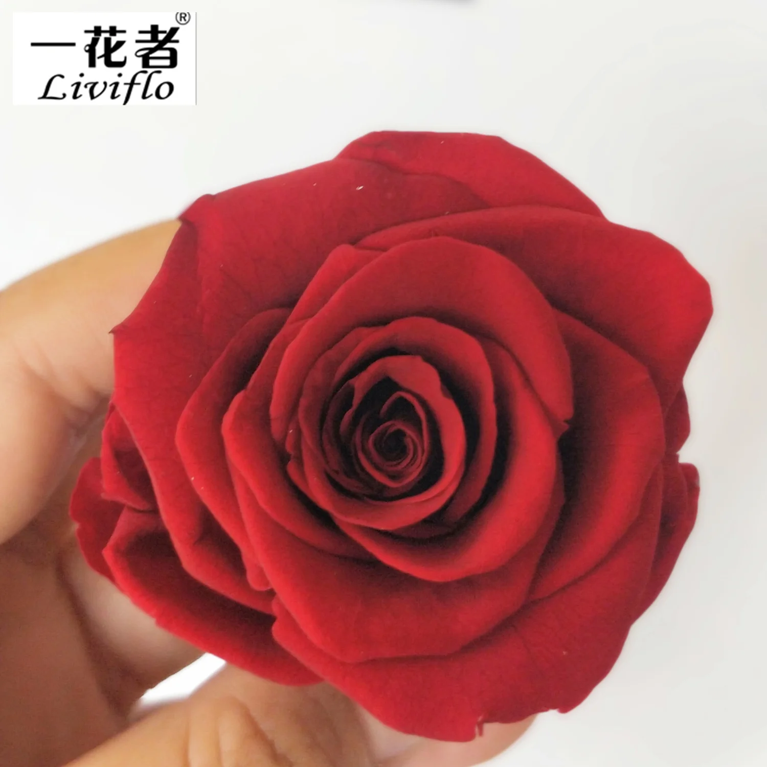 

Hot Sale Products Diameter 3-4 cm Rose Floral Head Eternal Preserved Forever Flowers