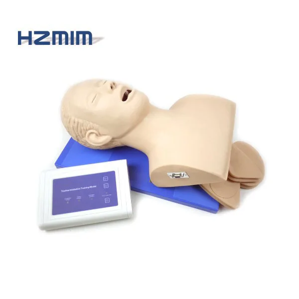 

Adult airway trachea intubation model Adult airway intubation manikin