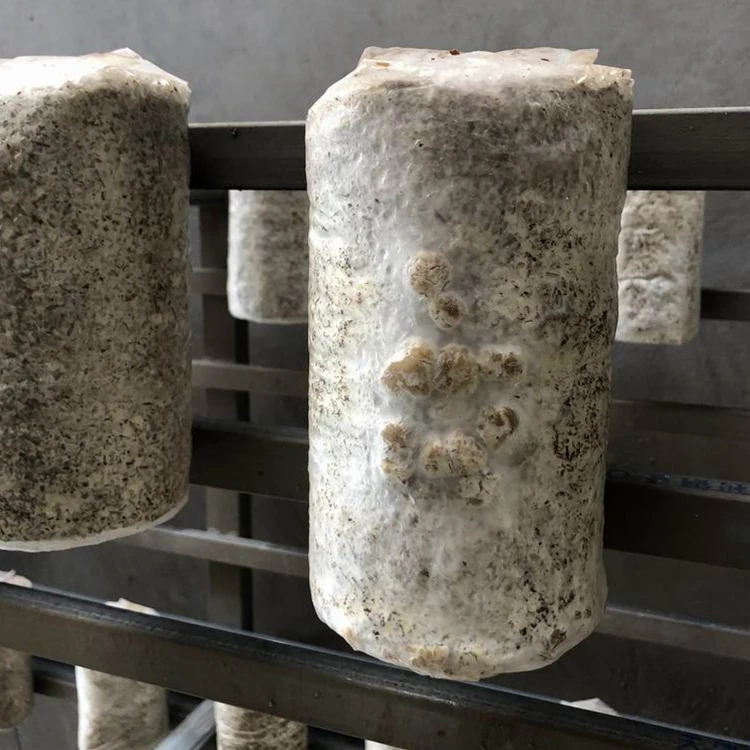 
High Quality Factory Price Oyster Mushroom Spawn For Sale 