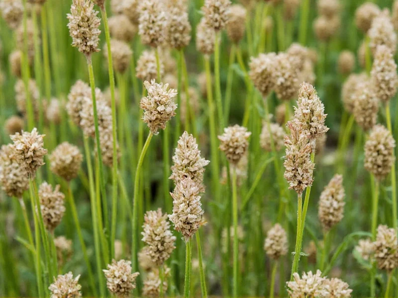 Dried Chervil: Complete Guide to Usage and Substitutions