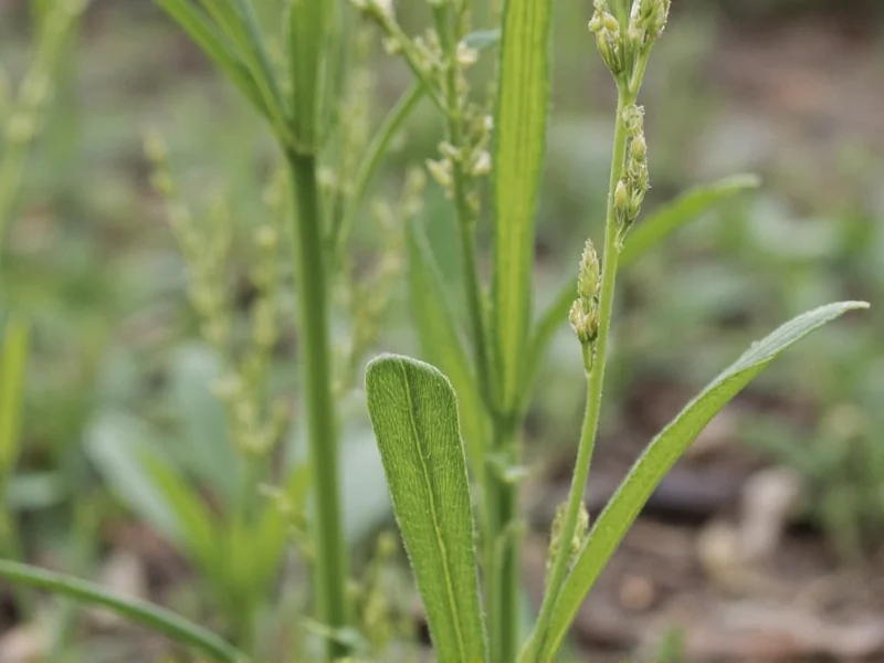 Sesame Seed Plant Appearance: Complete Visual Guide