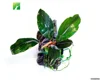 Wholesale green tropical ornamental Bucephalandra gigantea aquarium live aquatic plants