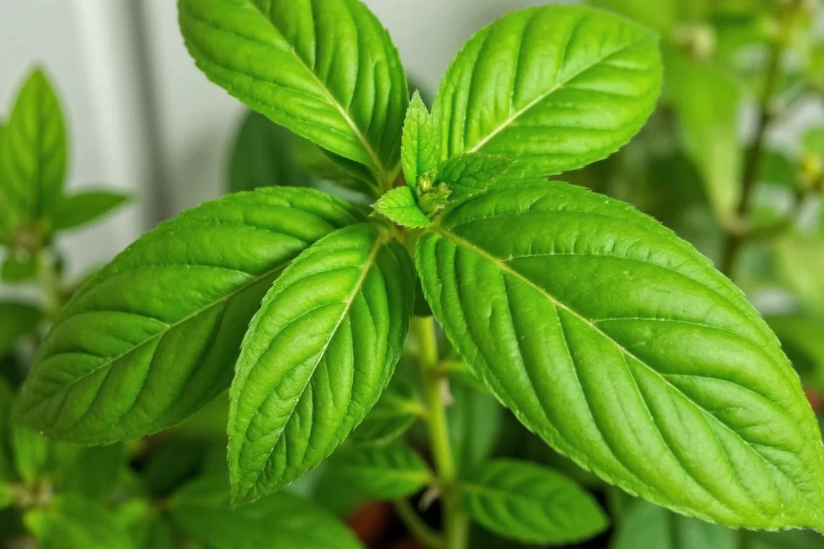 is basil a perennial plant