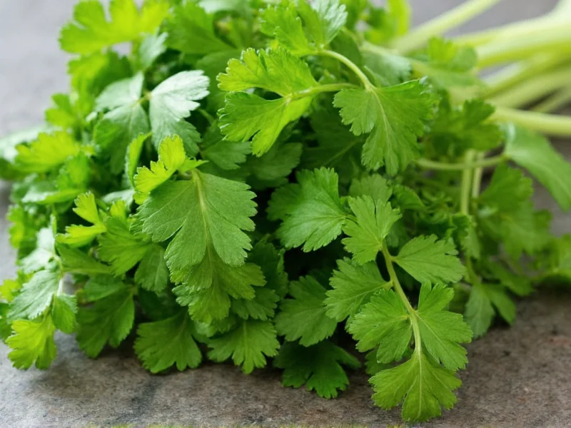 Cilantro vs Parsley: Key Differences Explained