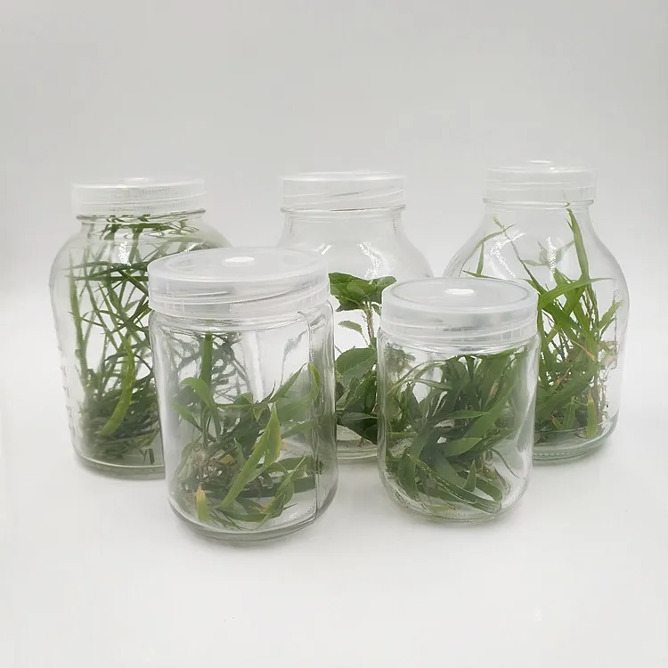 

Cheap  orchids tissue culture container glass jar with plastic lid