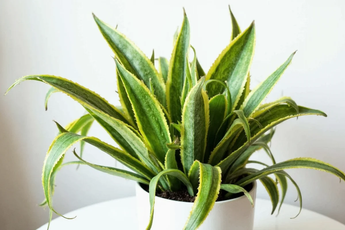 are snake plants pet safe