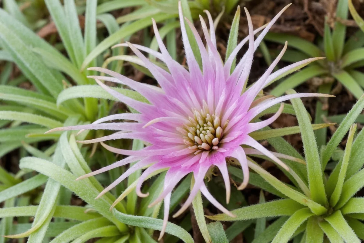 how do you take care of air plants for beginners