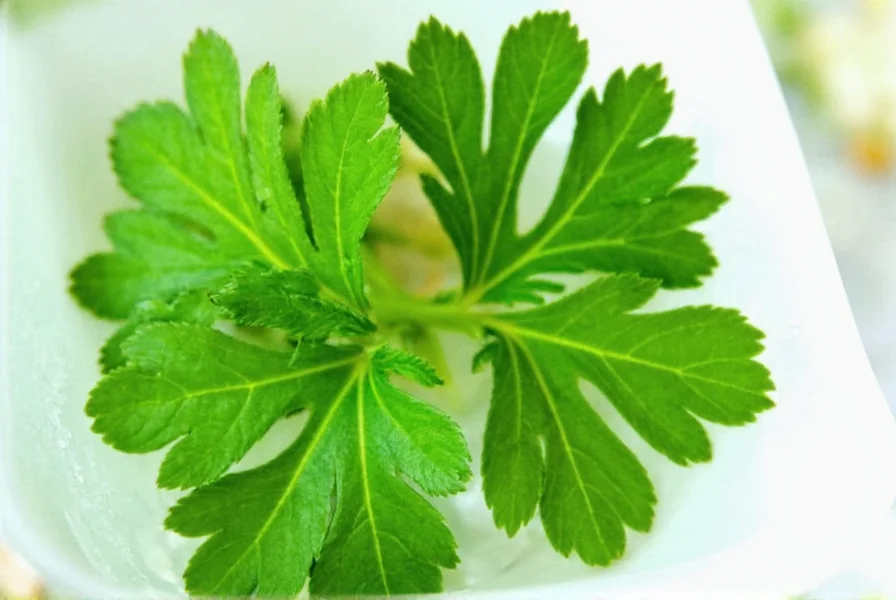 parsley leaf herb of the day or just a garnish 10 things you didn t know
