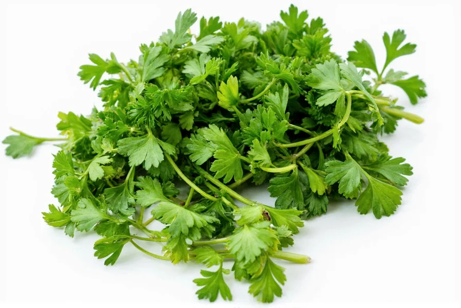 Fresh parsley bunch