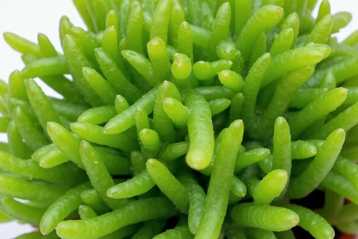 When to Water Jade Plant: Expert Care Guide
